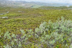 Alta_Canyon4