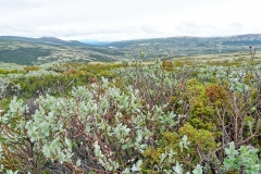 Dovrefjell1