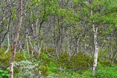 Dovrefjell10
