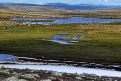 Hardangervidda16