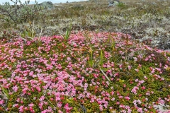 Hardangervidda24