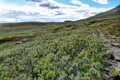 Prestholtseter1