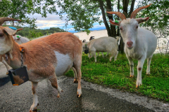 Norwegen-20230810_0726_7_8_HDR