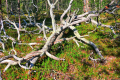 Norwegen-20230827_2354_5_6_HDR