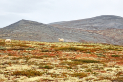 Norwegen-20230908_3279_80_81_HDR